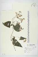 蔓澤蘭藏品圖，第1張