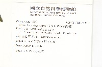 蔓澤蘭藏品圖，第2張