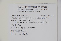 蘭嶼絡石藏品圖，第2張