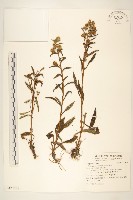 一枝黃花藏品圖，第1張