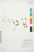 蓬萊毛茛藏品圖，第1張