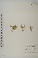 瓜槌草、漆姑草藏品圖，第1張