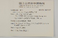 臺灣山白蘭藏品圖，第2張