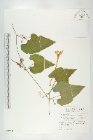 王瓜藏品圖，第1張