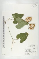 王瓜藏品圖，第1張