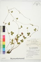 登錄號:S122654藏品圖，第1張