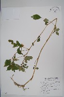 紫花鳳仙花藏品圖，第1張