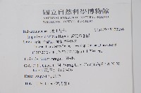 紫花鳳仙花藏品圖，第2張