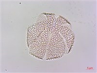 黃花鼠尾草藏品圖，第1張