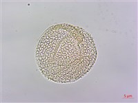 黃花鼠尾草藏品圖，第2張