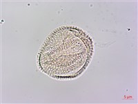 黃花鼠尾草藏品圖，第3張