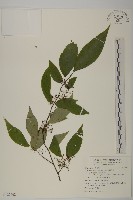 佩羅特木藏品圖，第1張