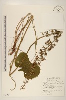 戟葉橐吾藏品圖，第1張