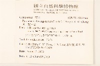 戟葉橐吾藏品圖，第2張