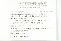 臺灣青莢葉藏品圖，第2張