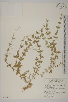 小花繁縷藏品圖，第1張