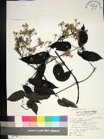 柱果鐵線蓮藏品圖，第1張