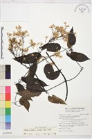 柱果鐵線蓮藏品圖，第2張