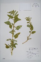 野莧菜藏品圖，第1張