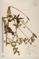 黃花三七草藏品圖，第1張