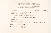 黃花三七草藏品圖，第2張