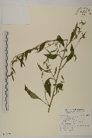 黃金珠藏品圖，第1張