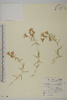 玉山蠅子草藏品圖，第1張