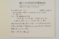 玉山蠅子草藏品圖，第2張