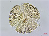 高雄龍膽藏品圖，第1張