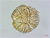 高雄龍膽藏品圖，第2張