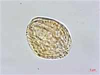 高雄龍膽藏品圖，第3張