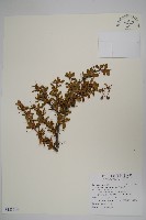 玉山小蘗藏品圖，第1張