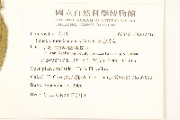 玉山黃菀藏品圖，第2張