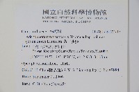 高山沙參藏品圖，第2張