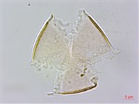 台灣假糙蘇藏品圖，第1張