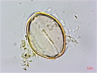 台灣假糙蘇藏品圖，第2張