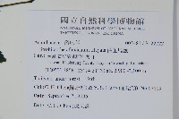 曲莖馬藍藏品圖，第2張