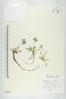 玉山山蘿蔔藏品圖，第1張