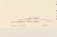 矮菊藏品圖，第3張