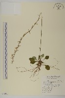 臺灣鬼督郵藏品圖，第1張