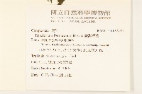 臺灣澤蘭藏品圖，第2張