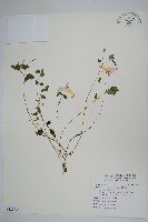 紫花鳳仙花藏品圖，第1張