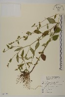 煙管草藏品圖，第1張