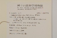 煙管草藏品圖，第2張