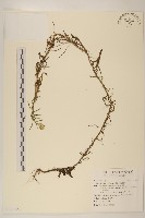 秋鼠麴草藏品圖，第1張