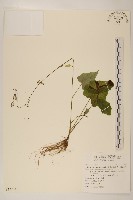 山苦藚、假福王草藏品圖，第1張