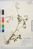 鉤柱毛茛藏品圖，第1張