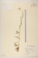 絲綿草藏品圖，第1張