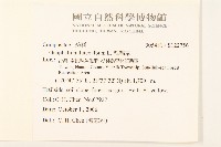 絲綿草藏品圖，第2張