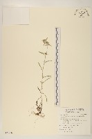 細葉鼠麴草藏品圖，第1張